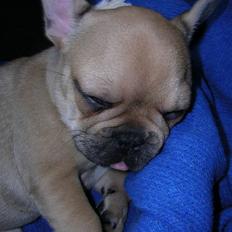 Fransk bulldog Laura