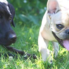 Fransk bulldog Laura