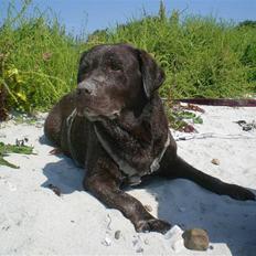 Labrador retriever Nougat