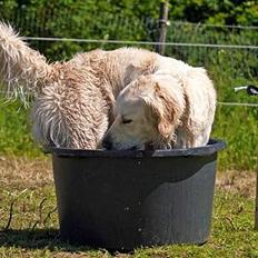 Golden retriever Prøvesøgårds Django