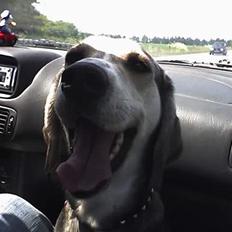 Blanding af racer lady