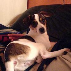 Dansk svensk gaardhund pjevs