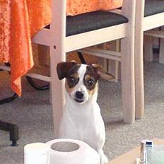 Dansk svensk gaardhund pjevs