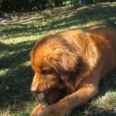 Nova scotia duck tolling retriever Bailey