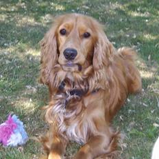 Cocker spaniel Mikki