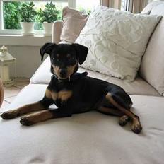 Prazsky krysarik Freja