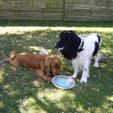 Cocker spaniel Mikki