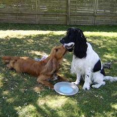 Cocker spaniel Mikki