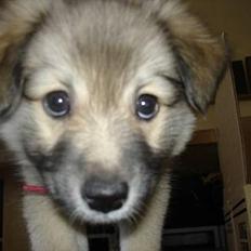 Islandsk fårehund sigga