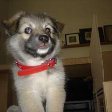 Islandsk fårehund sigga