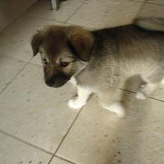 Islandsk fårehund sigga