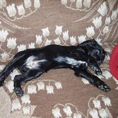 Cocker spaniel Molly