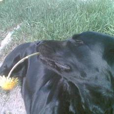 Labrador retriever Bella * R.I.P!