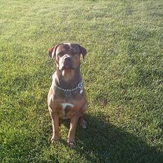 Blanding af racer rottweiler/Am.Bull Klunte