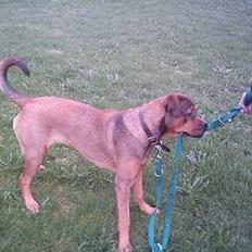 Blanding af racer rottweiler/Am.Bull Klunte