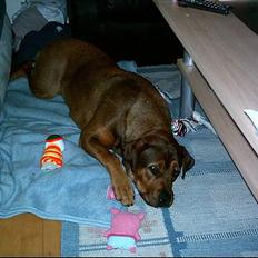 Blanding af racer rottweiler/Am.Bull Klunte