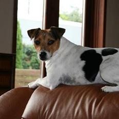 Dansk svensk gaardhund NORDCH KLBCH Bianca