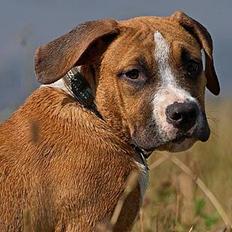 Amerikansk staffordshire terrier Tabu (RIP 16 oktober 2008)