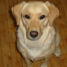 Labrador retriever Mille