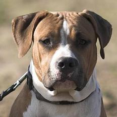 Amerikansk staffordshire terrier Tabu (RIP 16 oktober 2008)