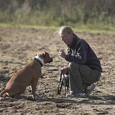 Amerikansk staffordshire terrier Tabu (RIP 16 oktober 2008)