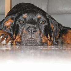 Rottweiler Qato