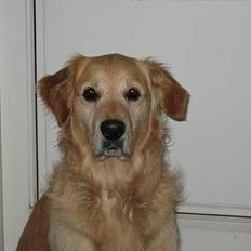 Golden retriever Baluka ***DØD***
