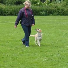 Labrador retriever Mille