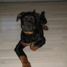 Rottweiler Qato