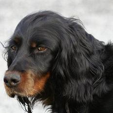 Gordon setter Meggie