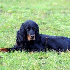 Gordon setter Meggie