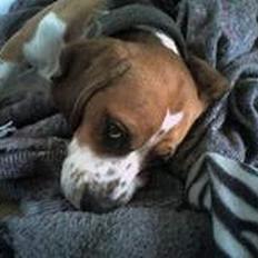 Beagle Magnus aka Bin Laden
