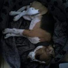 Beagle Magnus aka Bin Laden