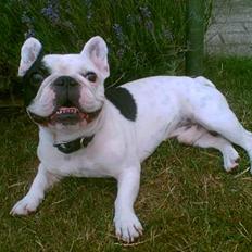 Fransk bulldog Gizmo