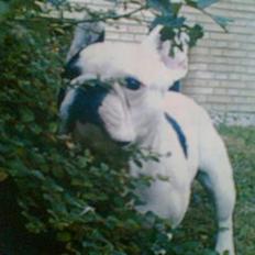 Fransk bulldog Gizmo