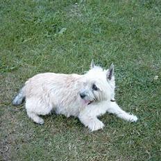 Cairn terrier Pjuske