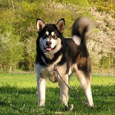 Alaskan malamute Ran Haubrad Dragemund 
