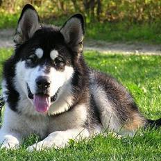 Alaskan malamute Ran Haubrad Dragemund 