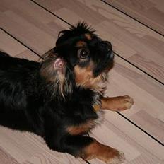 Blanding af racer Pippi