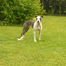 Amerikansk staffordshire terrier LunA