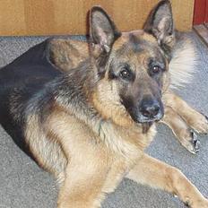 Schæferhund LANGTOFTENS HANNIBAL