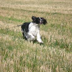 Engelsk springer spaniel Hansen *engel*