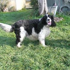 Engelsk springer spaniel Hansen *engel*