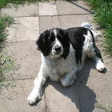 Engelsk springer spaniel Hansen *engel*