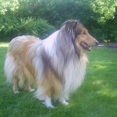 Collie langhåret Mickey