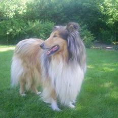 Collie langhåret Mickey