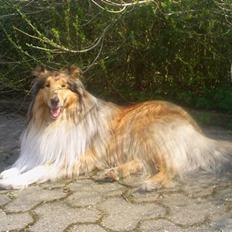 Collie langhåret Mickey