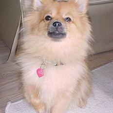 Pomeranian Foxy