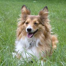 Blanding af racer Lassie