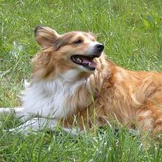 Blanding af racer Lassie